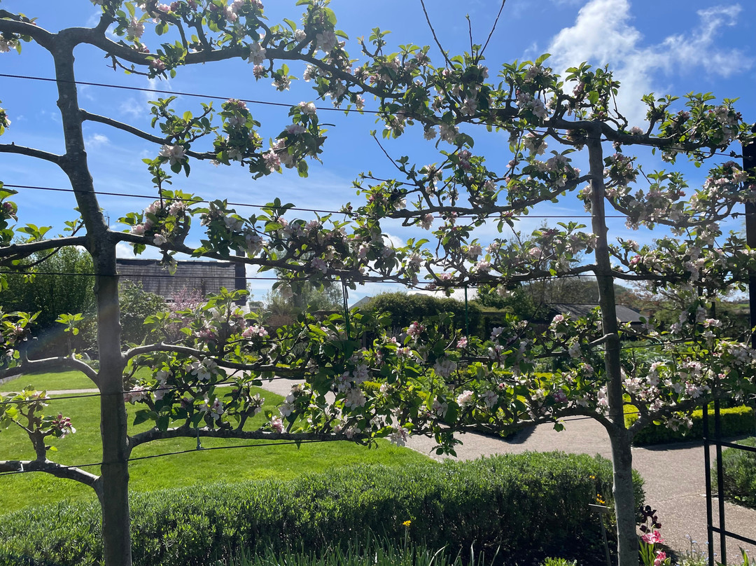 Cowbridge Physic Garden景点图片