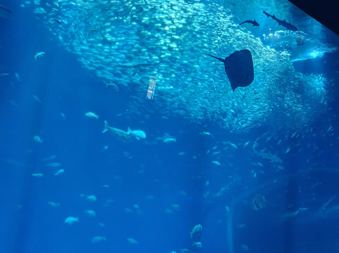 Aqua World Ibaraki Prefectural Oarai Aquarium景点图片