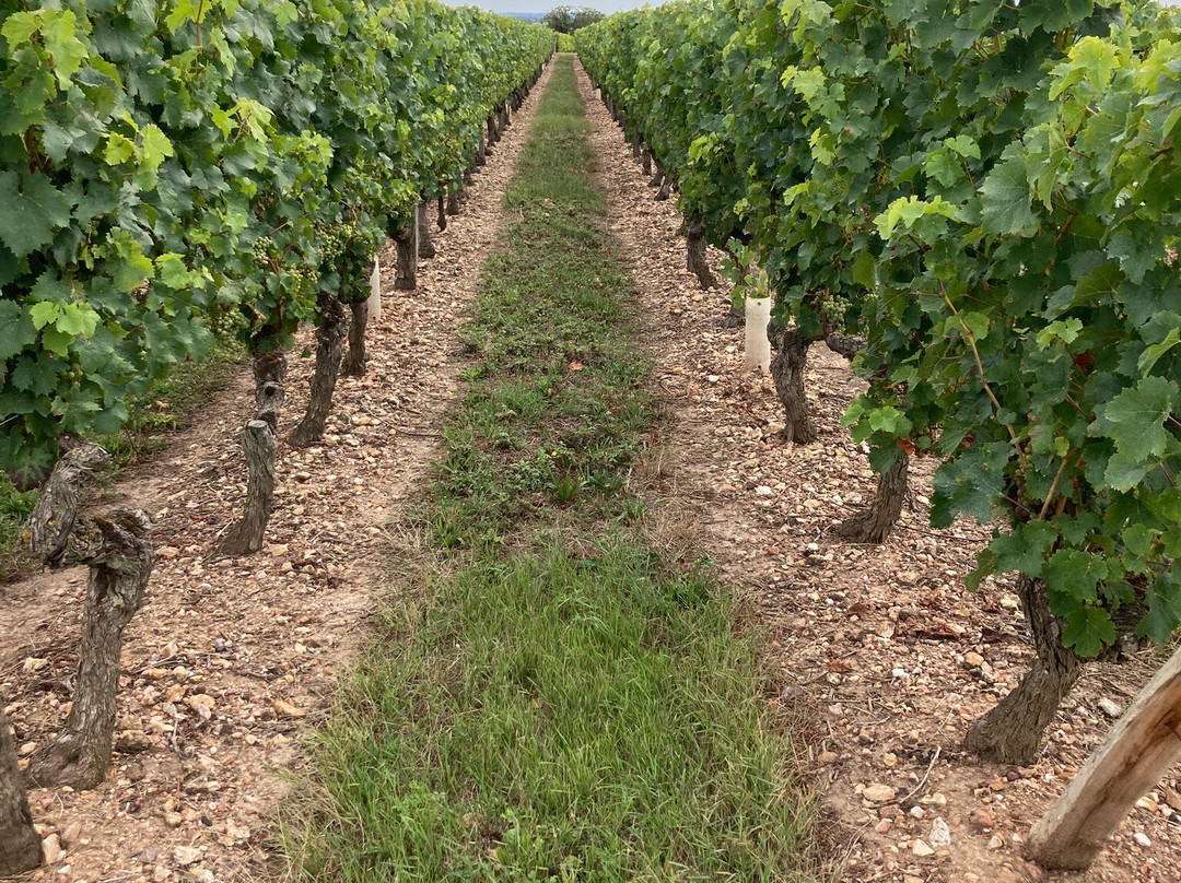 Bumblebee Tours - Loire Valley Wine Experience-梭缪尔必去景点