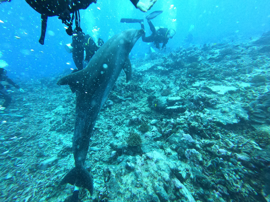 Y AKA Plongee Rangiroa-阿瓦托鲁必去景点