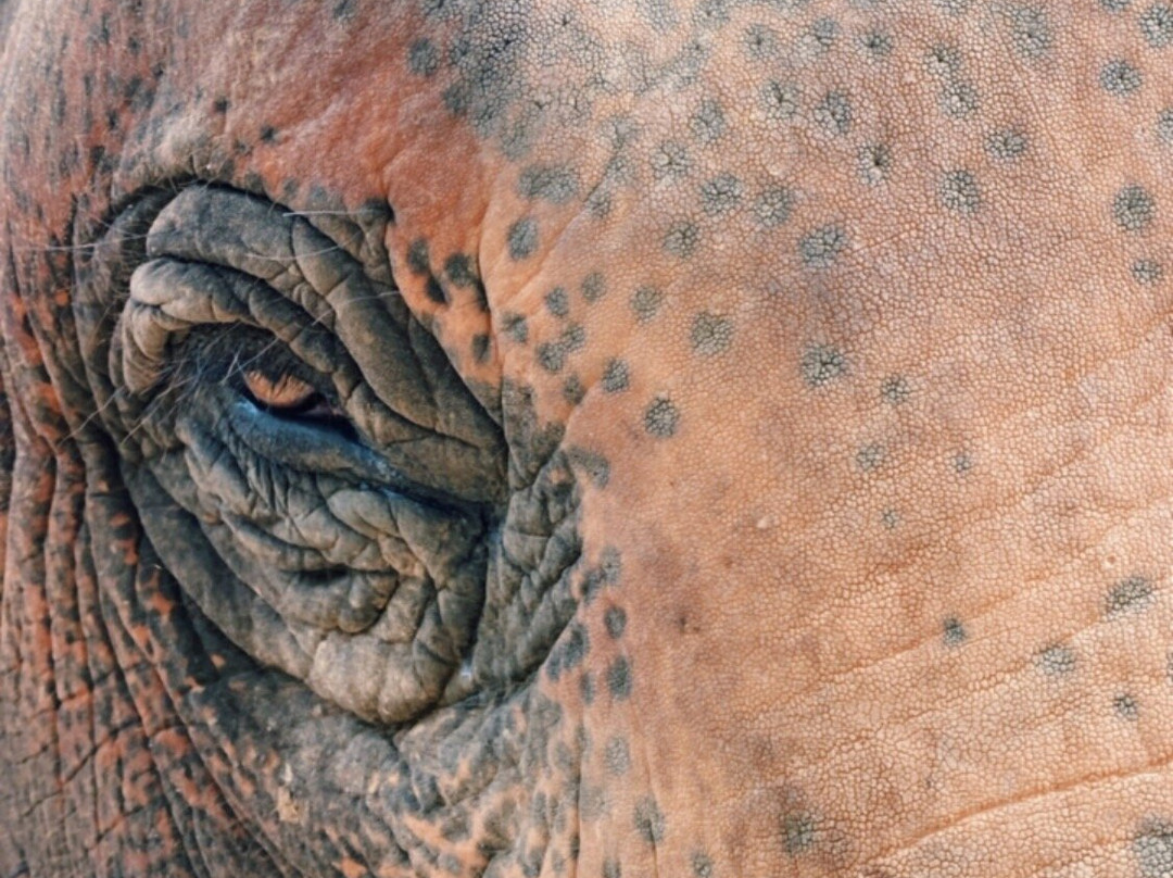 Maerim Elephant Sanctuary景点图片