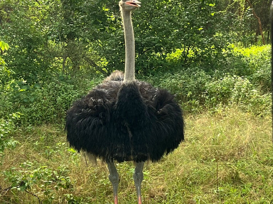 Hotel Riu Baobab主图