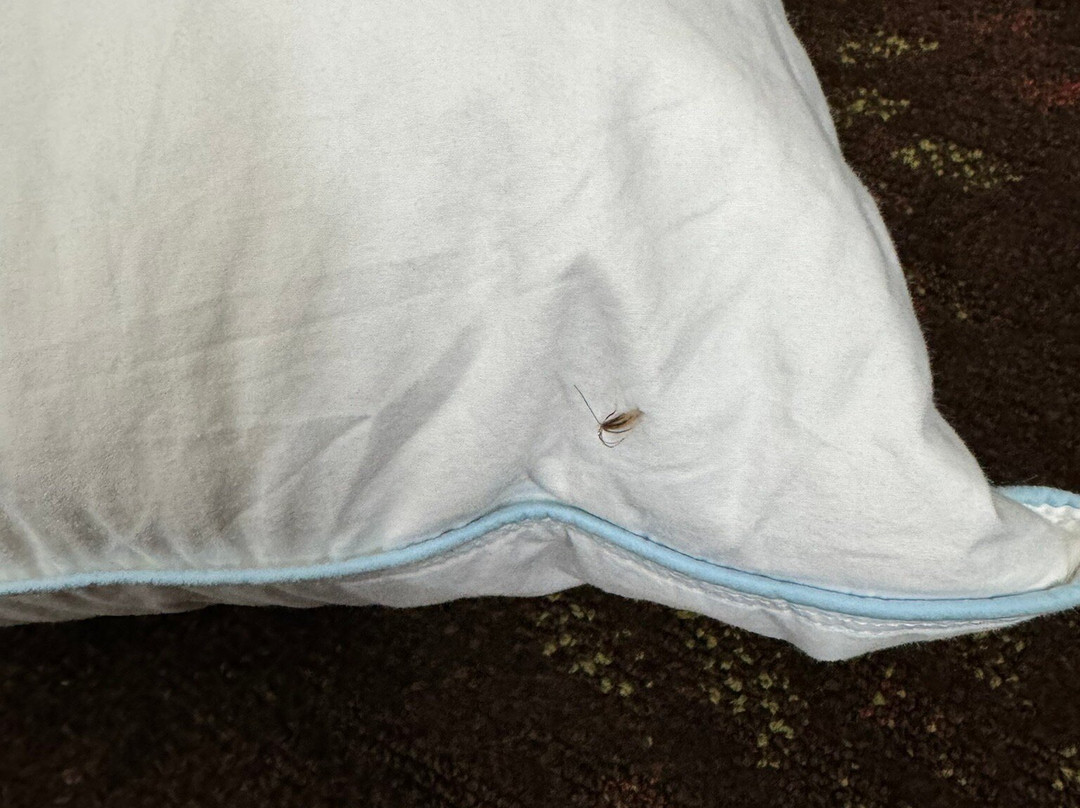 Holiday Inn Alexandria主图