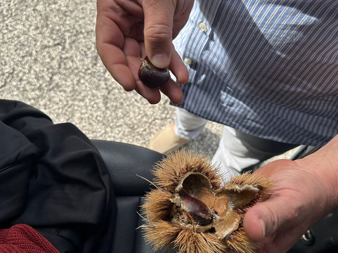 Compass Tour-索伦托必去景点