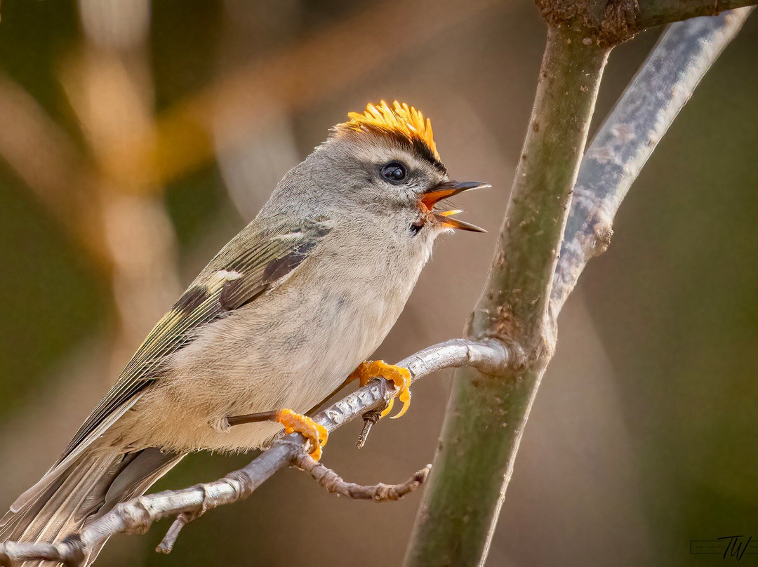 Norman Bird Sanctuary景点图片