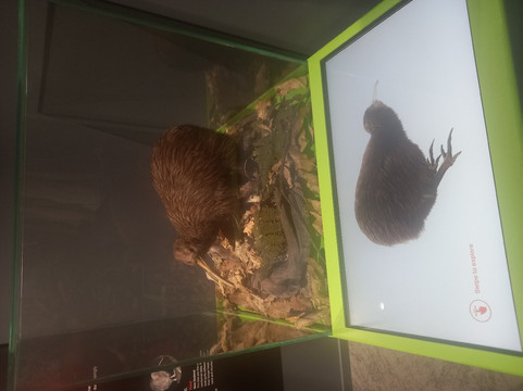 The National Kiwi Hatchery Aotearoa-罗托鲁瓦必去景点
