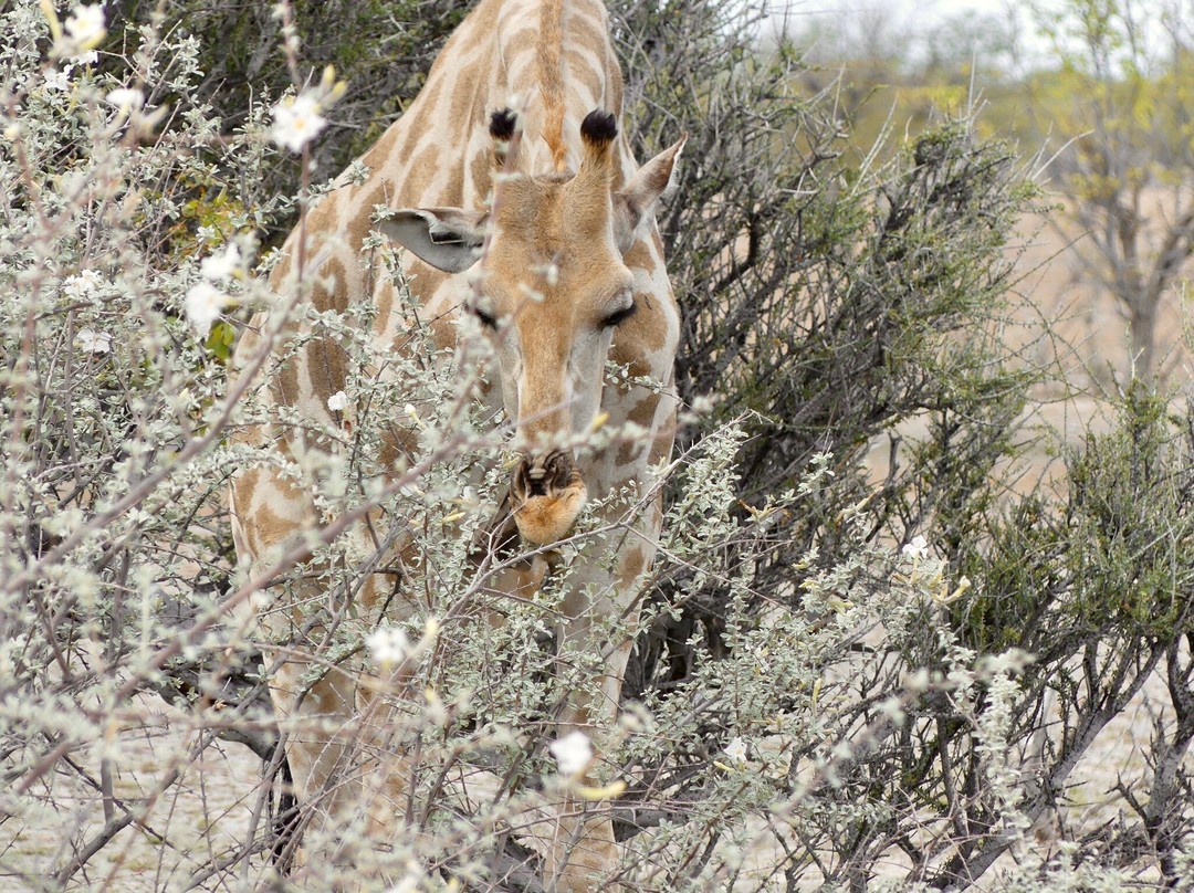 TOM SAFARI NAMIBIA-Okaukuejo必去景点
