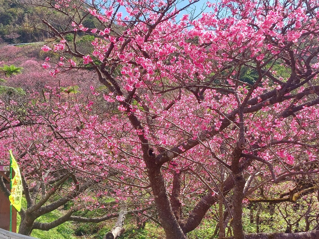 Motobu Yaedake Cherry Blossom Matsuri景点图片