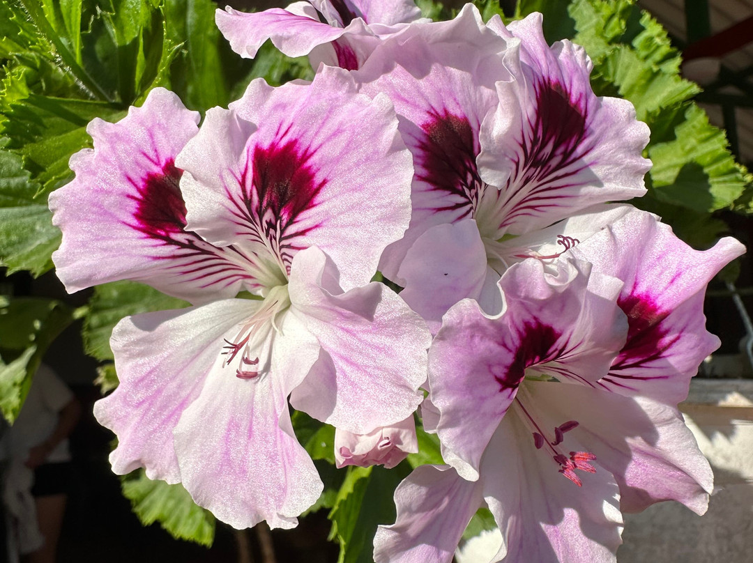 Hostal Vistaguila主图