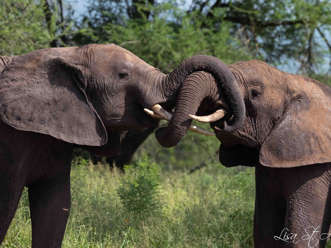 Glimpse of Tanzania-阿鲁沙必去景点