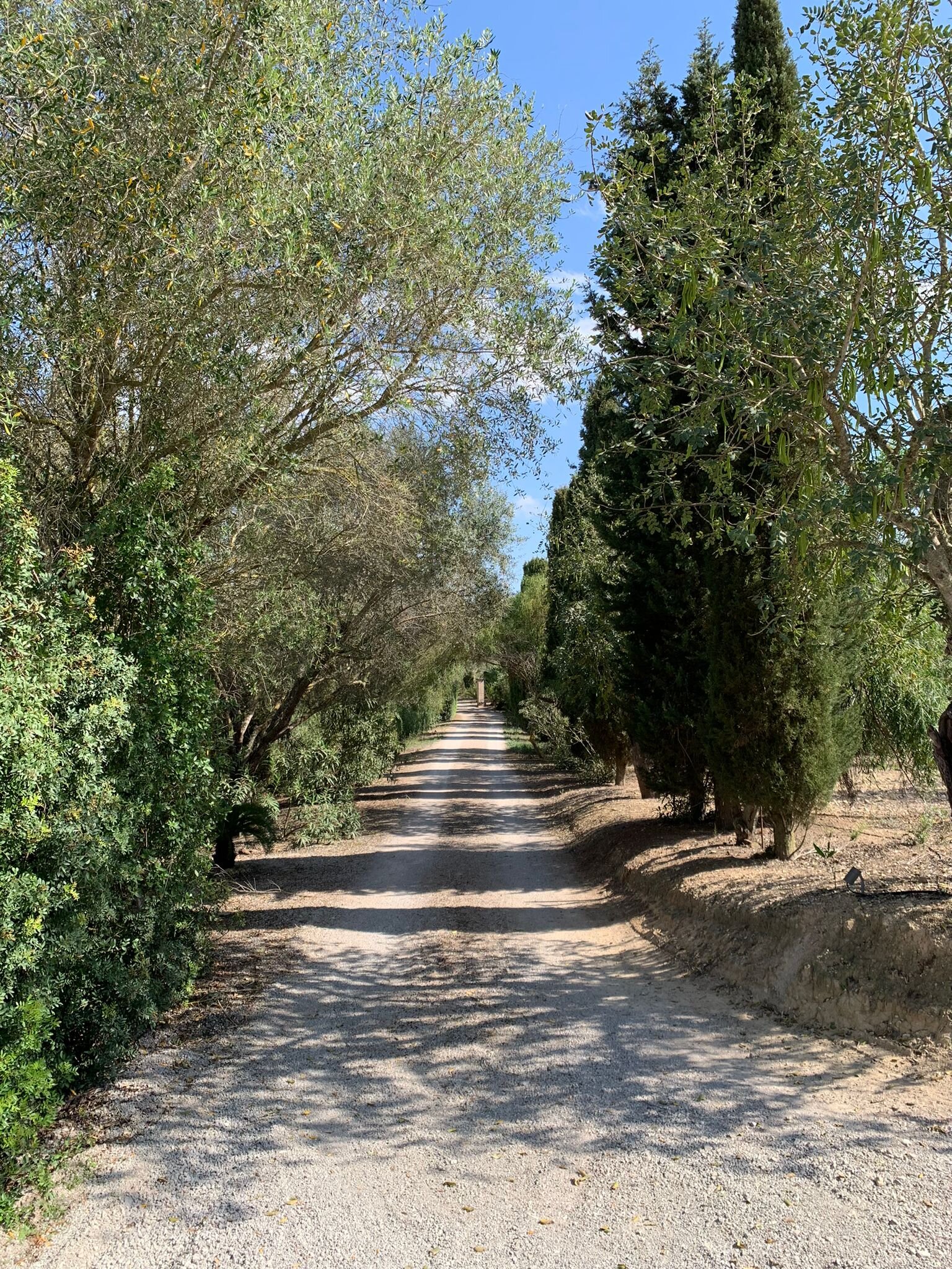 Finca Son Jorbo-浴室