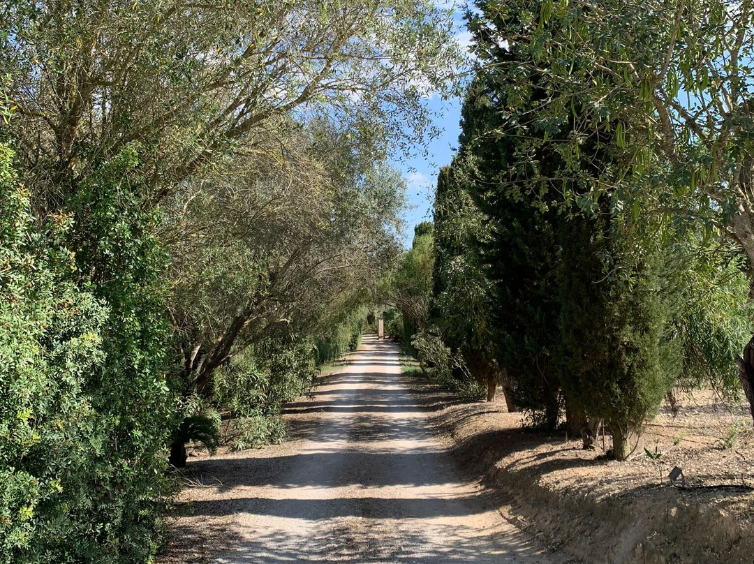 Finca Son Jorbo主图