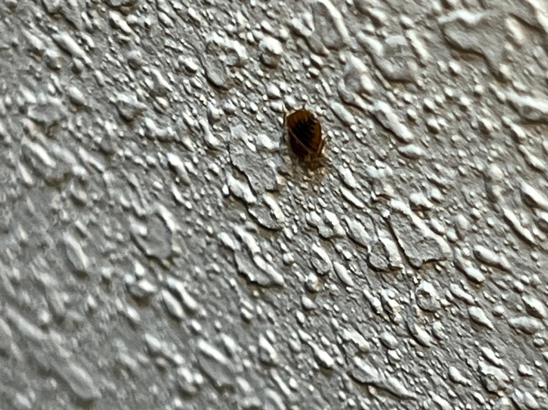 Wingate by Wyndham Chattanooga主图