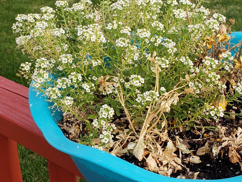 Pioneer Motel & RV Park主图