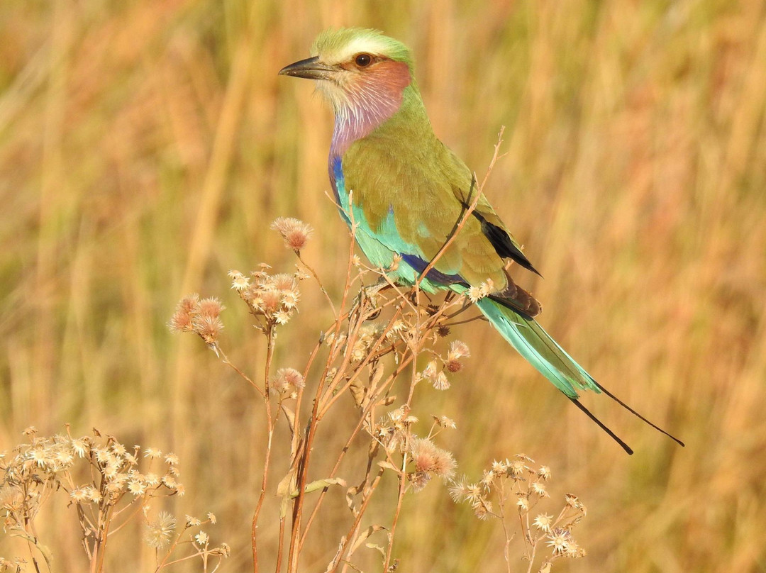 African Bush Lovers Travel & Tours Safaris景点图片