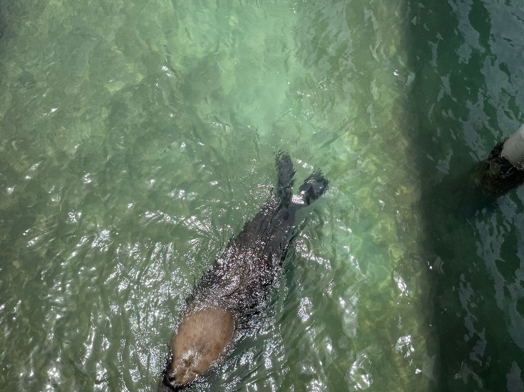Delfinario Cayo Naranjo-Rafael Freyre必去景点