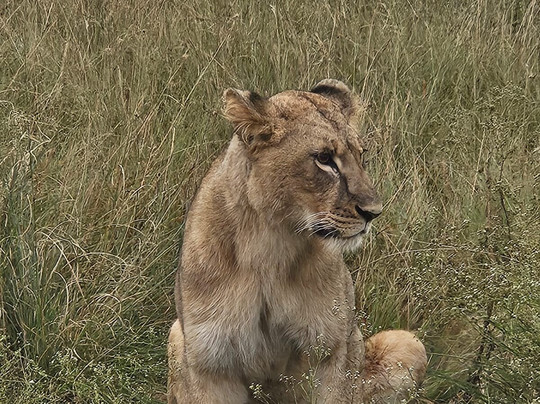 Bush Thorns Adventures and Safaris-内罗毕必去景点