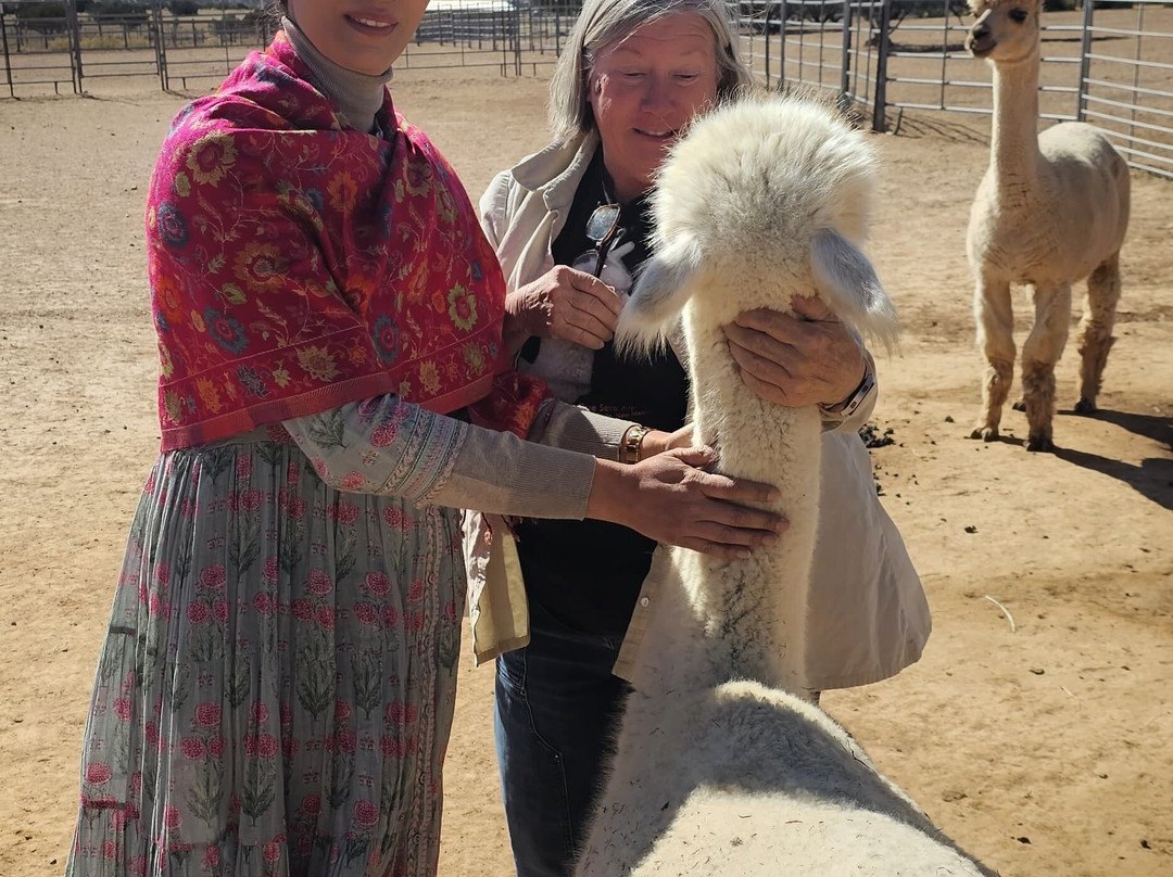 Que Sera Alpaca-圣菲必去景点