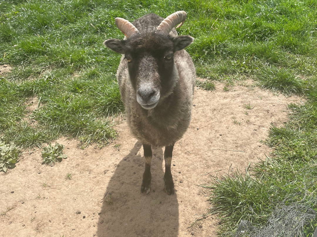 Tiny Steps Petting Farm景点图片