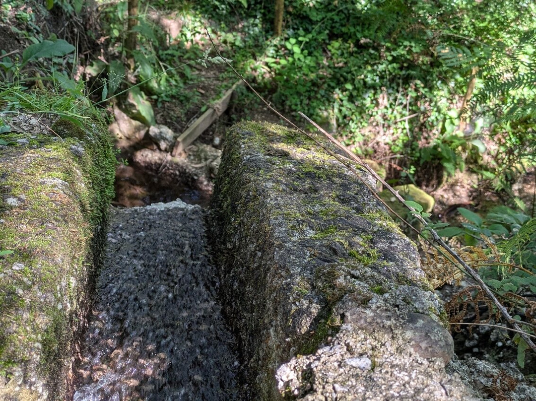 Bosque dos Avós景点图片