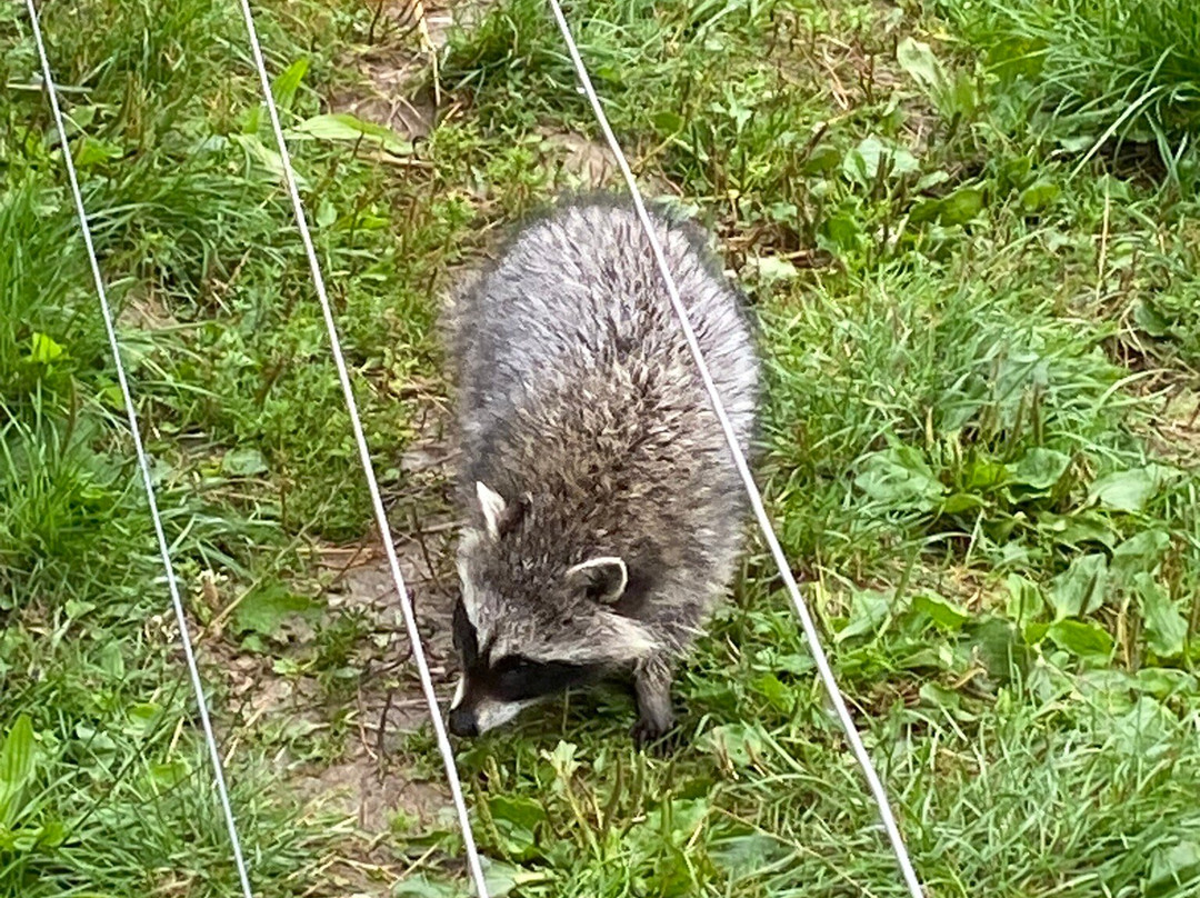 Tierpark Rheinböllen-Rheinbollen必去景点