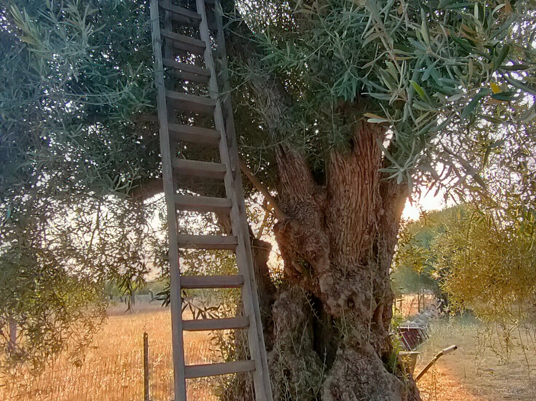 B&B Sun Of Sicily主图