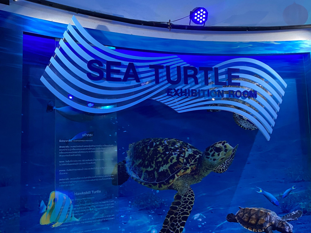 Sea Turtle Conservation Center, Sattahip-色桃邑必去景点
