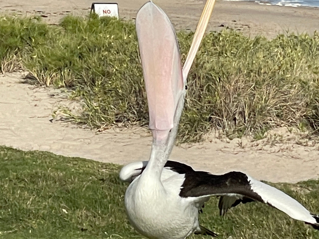 Kalbarri Pelican Feeding景点图片