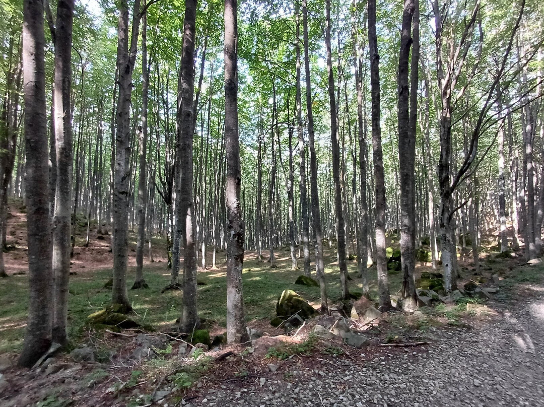 Sorgente dell'Arno景点图片