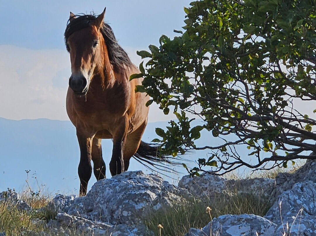 Livno Wild Horses Adventure Tours景点图片