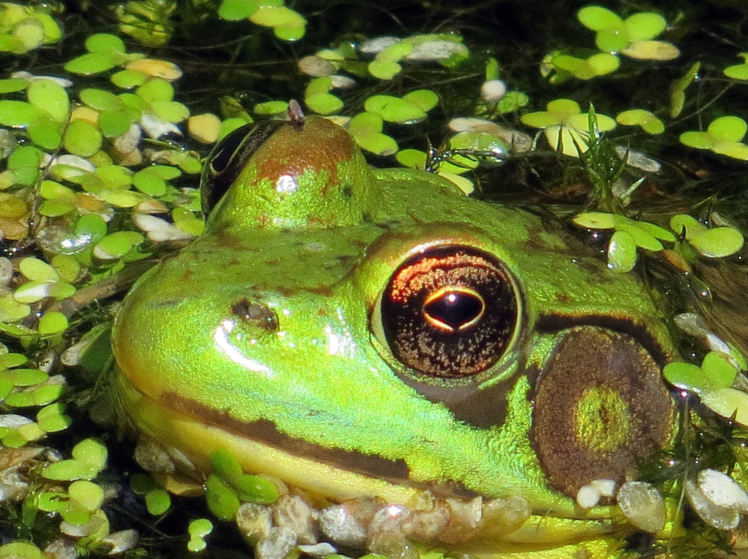 Scherman Hoffman Wildlife Sanctuary景点图片