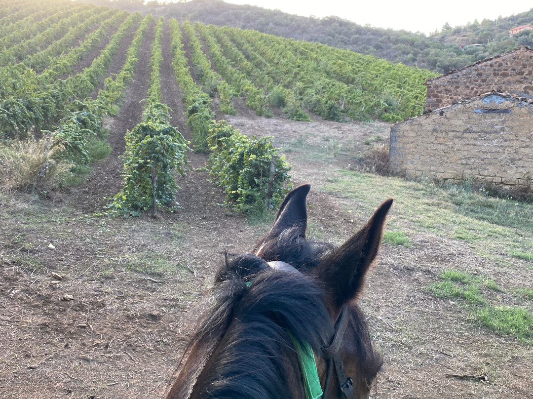 Sicily Horse Tours景点图片