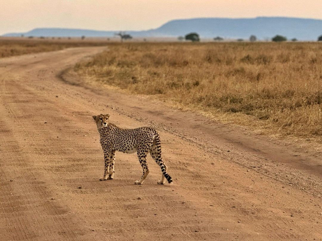Luxury Short Safari-桑给巴尔岛必去景点