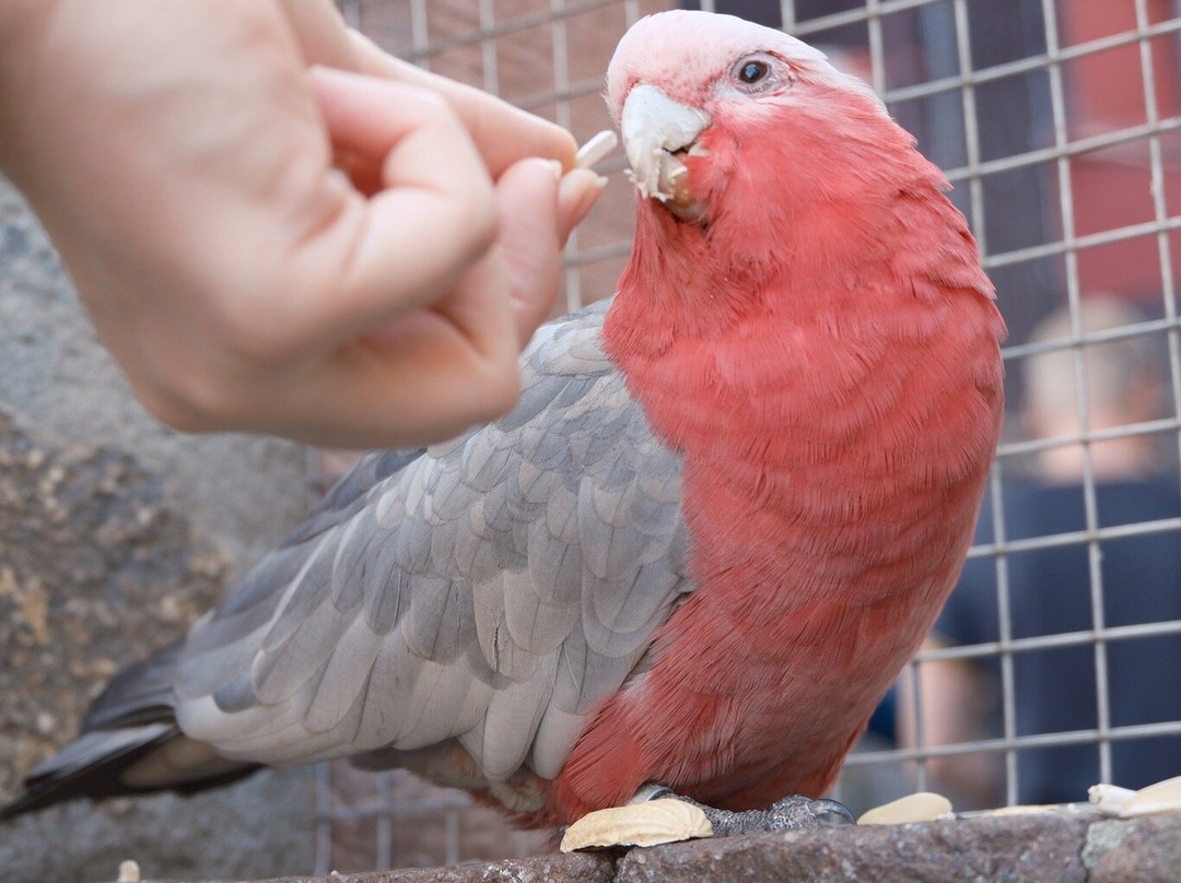 Vogelburg景点图片