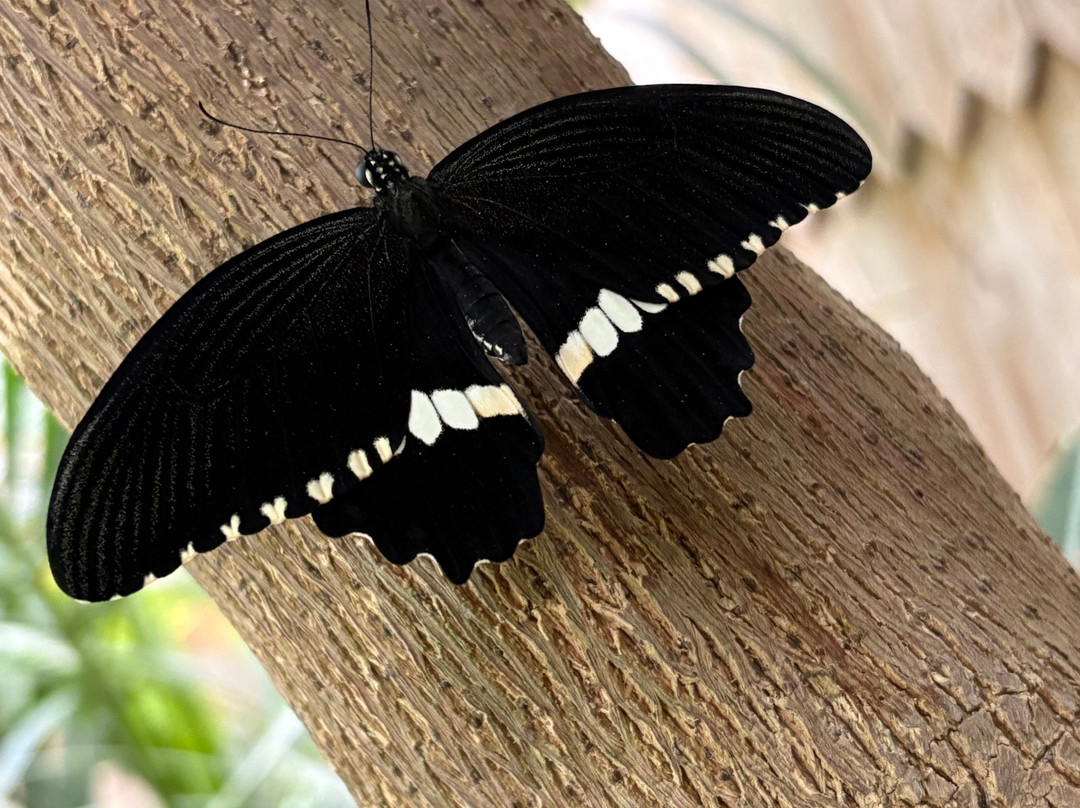 Le Carbet Amazonien-Velleron必去景点