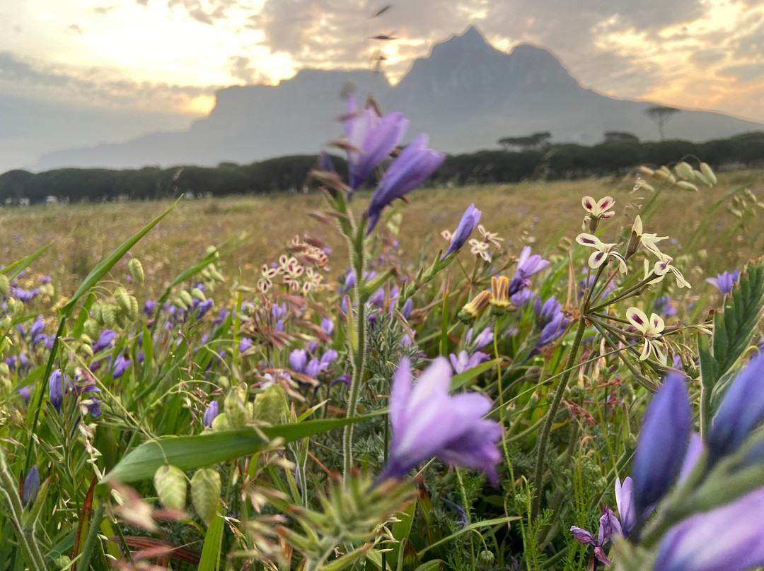 Rondeboschuhh Common-Rondebosch必去景点