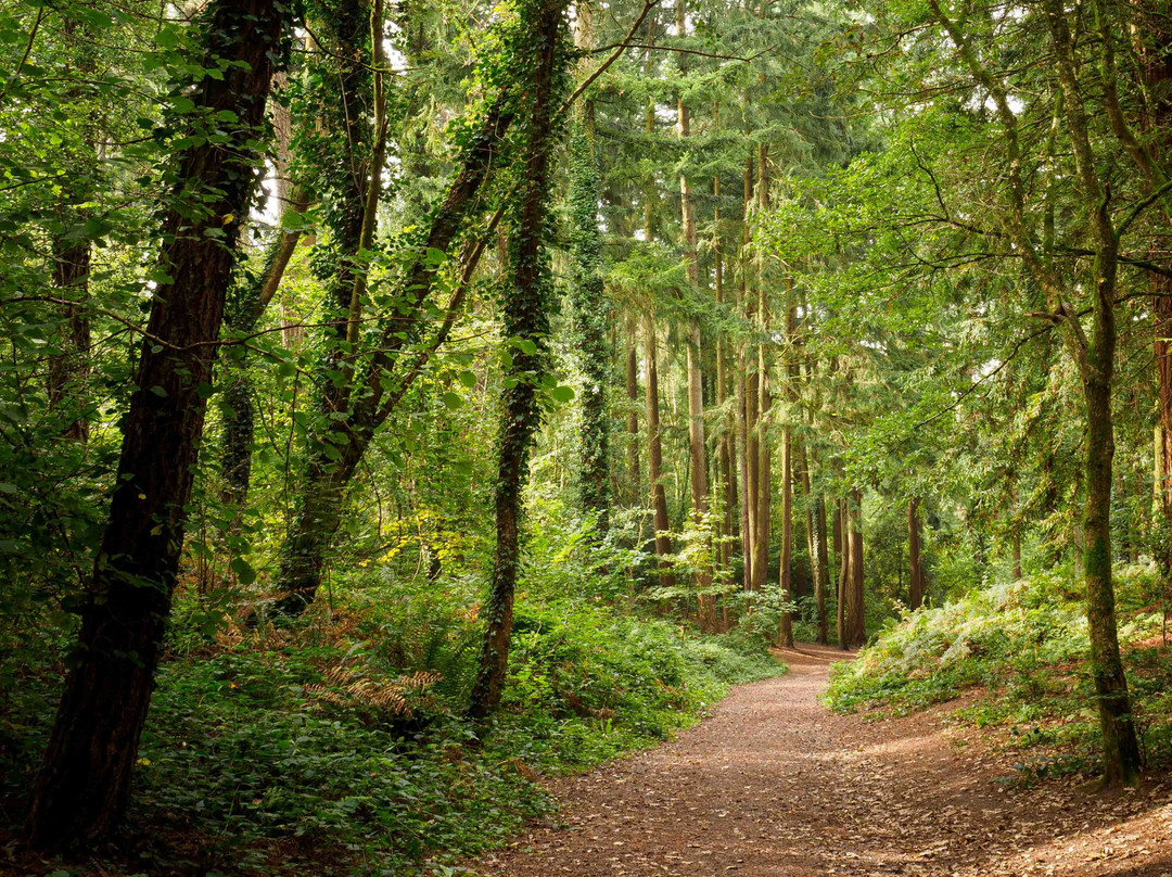 Thorncombe Woods Local Nature Reserve景点图片