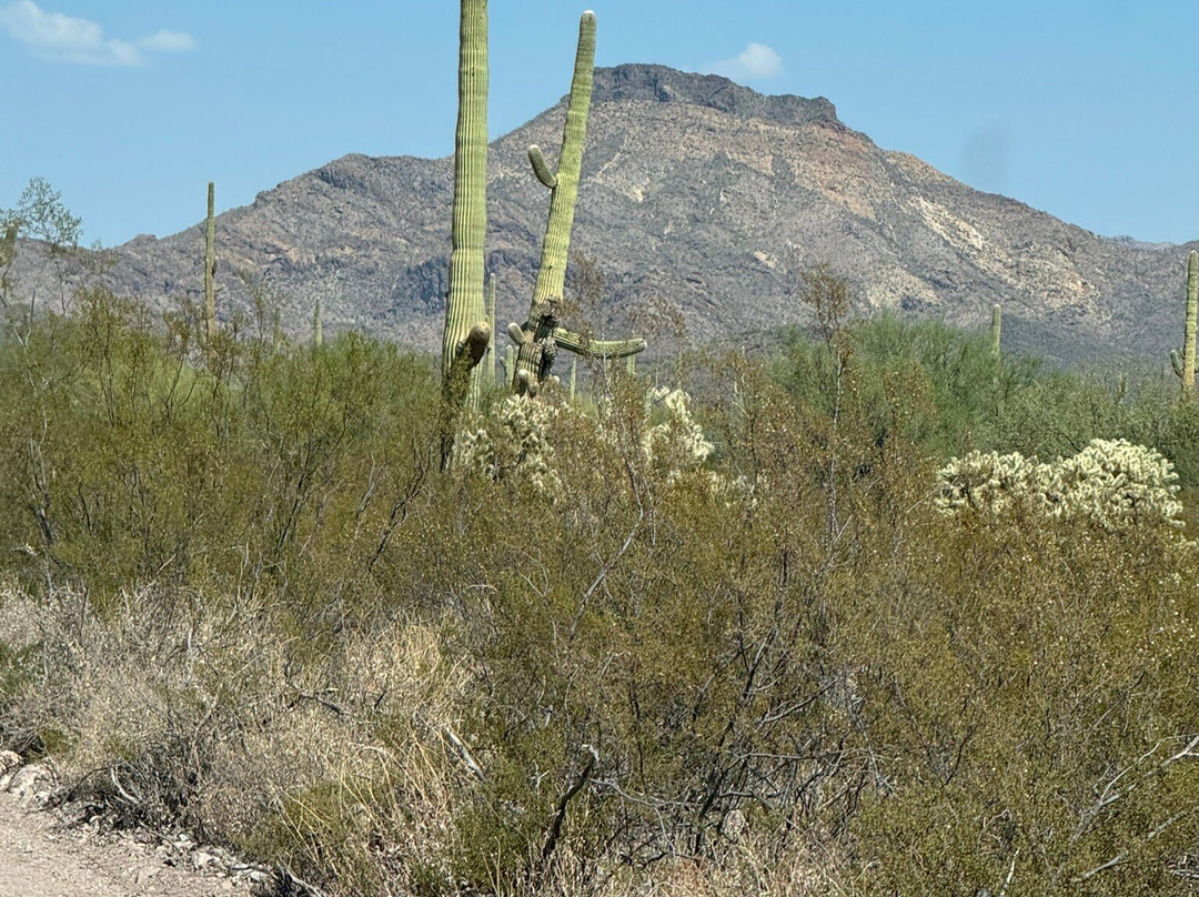 Organ Pipes National Park-凯乐尔必去景点