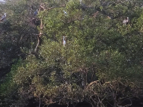 Tangalle Lagoon - Kayak-唐卡拉必去景点