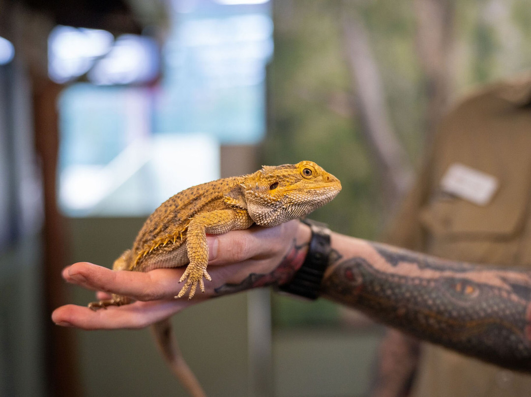 库兰达热带雨林自然公园-库兰达必去景点