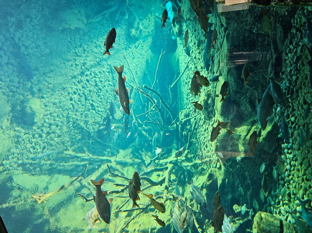 Alpenzoo-茵斯布鲁克必去景点