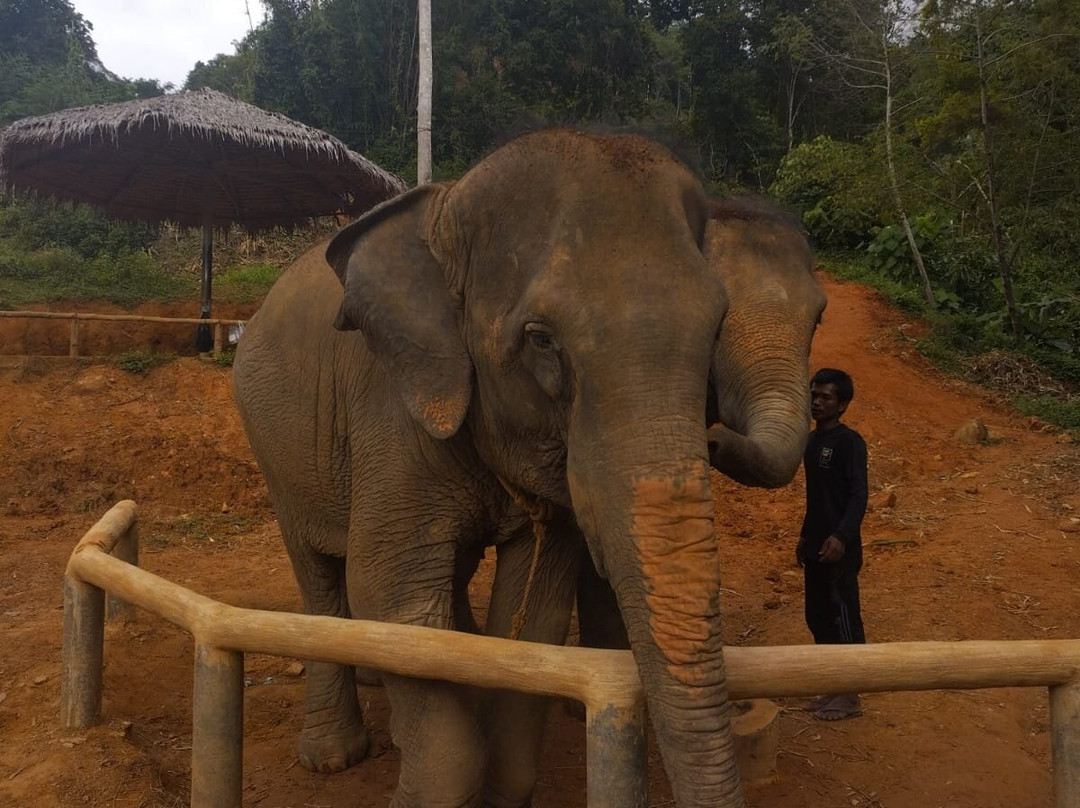 Elephant Care Park​ Phuket​-呈塔累必去景点