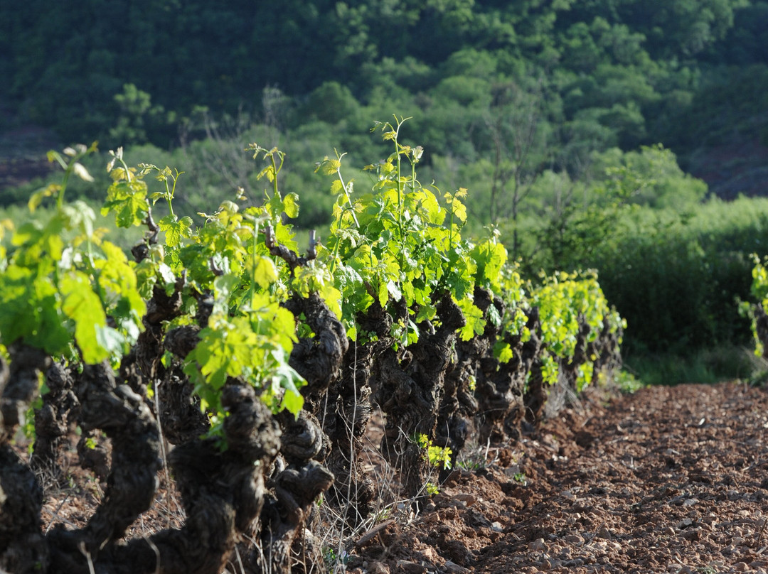 Mas Caoudou-Le Puech必去景点