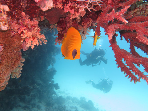 Get Your Dives-马萨阿拉姆必去景点