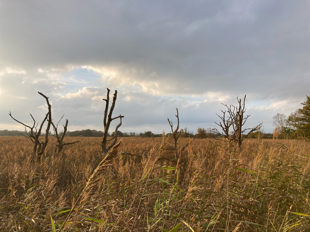 Hickling Broad景点图片
