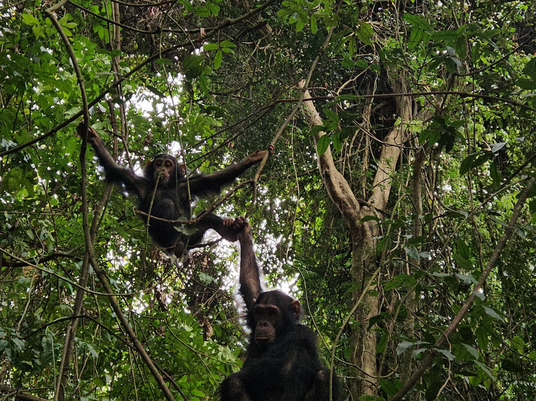 Kigoma Eco Cultural Tourism