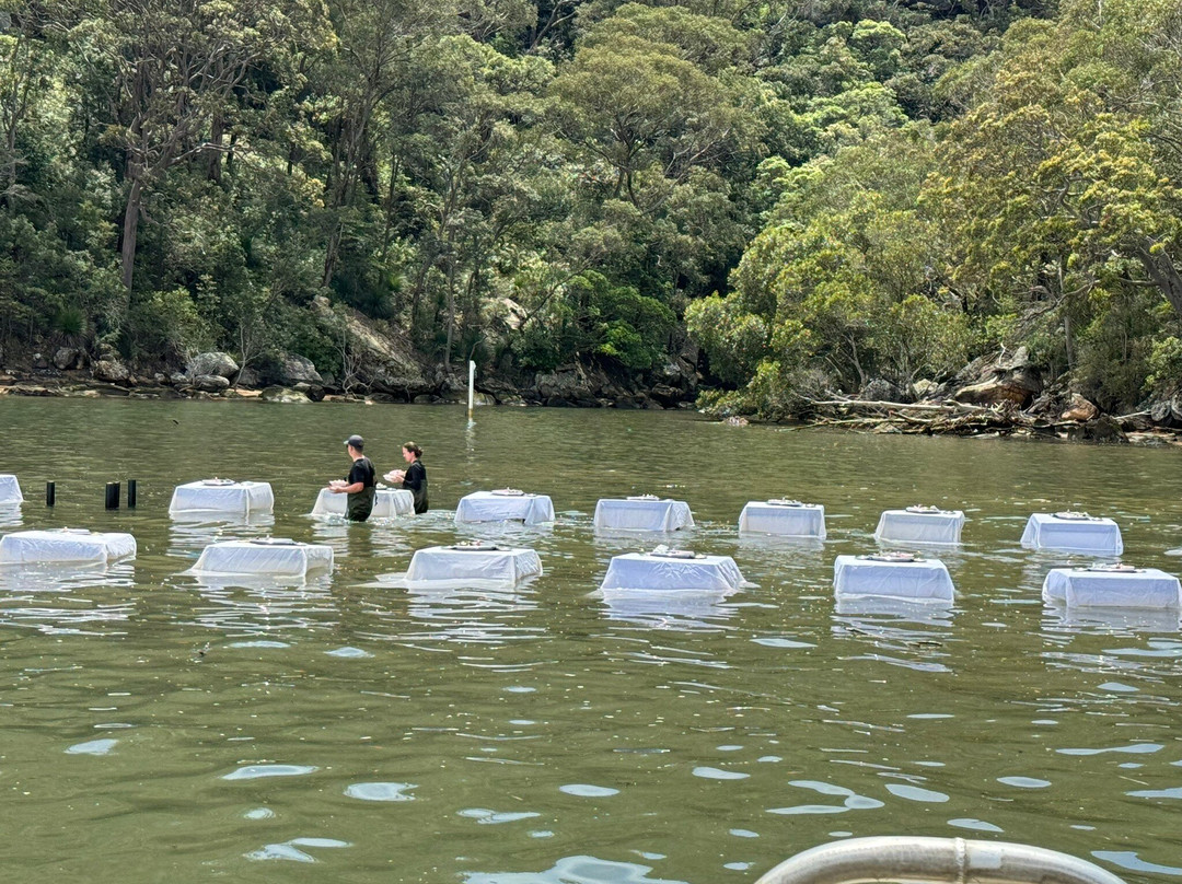 Sydney Oyster Farm Tours景点图片