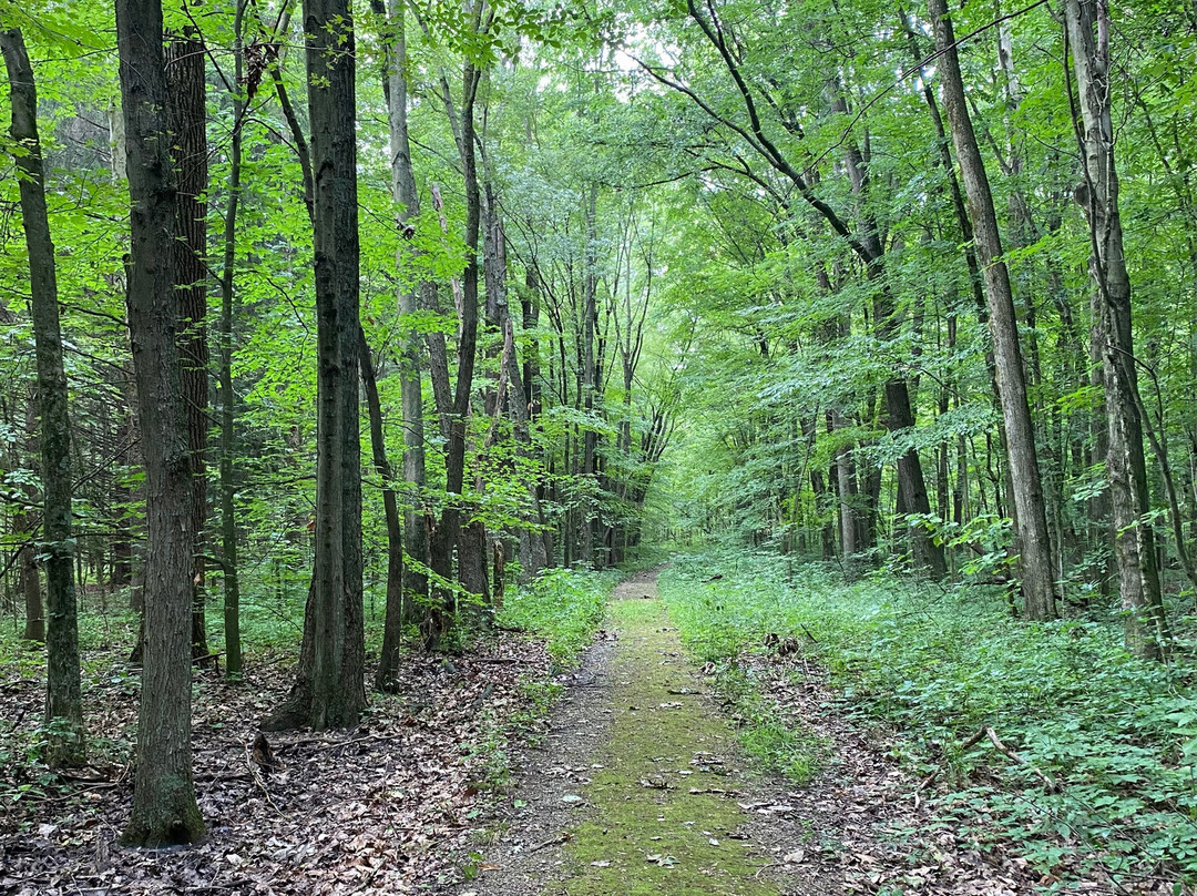 Goll Woods State Nature Preserve-Archbold必去景点