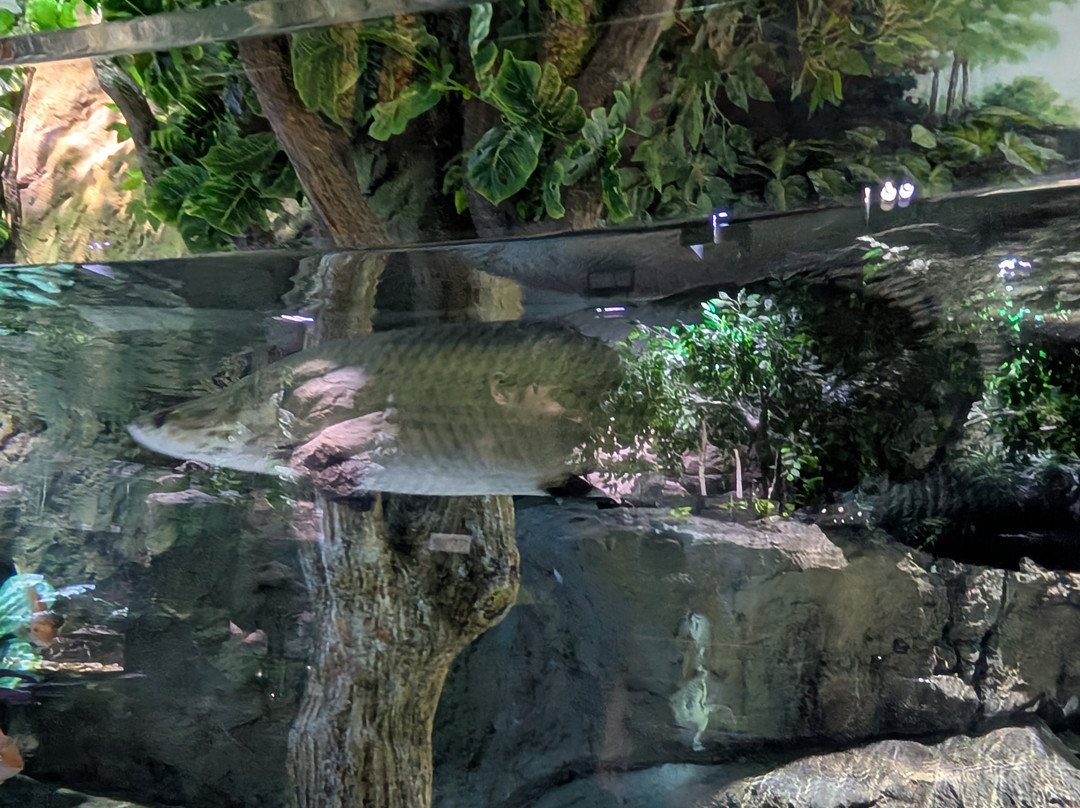 Marassi Aquarium & Underwater Zoo景点图片