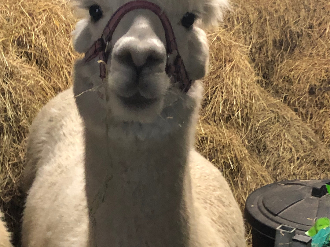 Cranfield Alpacas (alpaca Experiences In The Mournes).景点图片